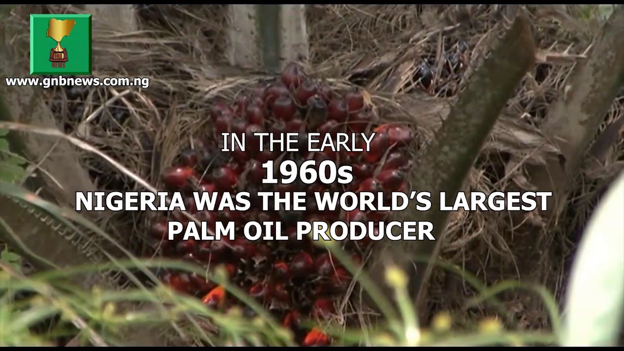 Edo state palm oil Goldmine as the new wealth creator for Nigeria