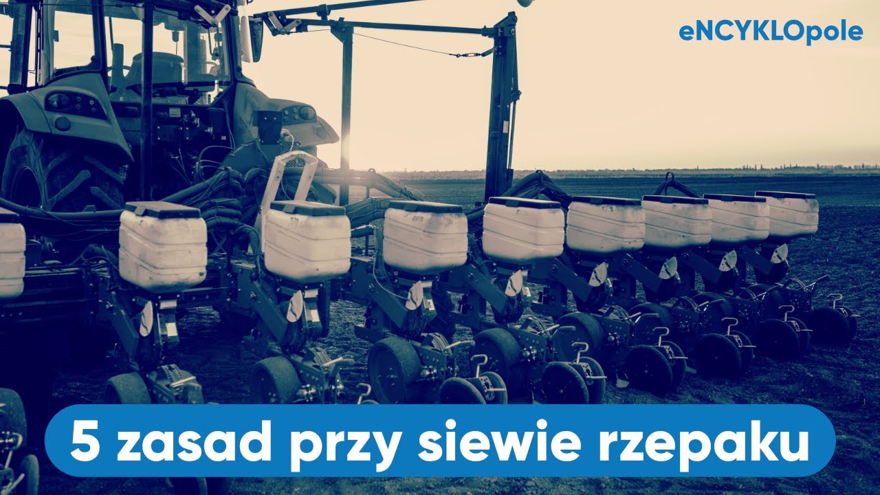 5 zasad przy SIEWIE rzepaku