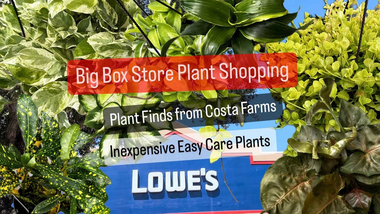 Big Box Store Plant Shopping Lowe's Costa Farms Houseplants Inexpensive Easy to Care for Plants