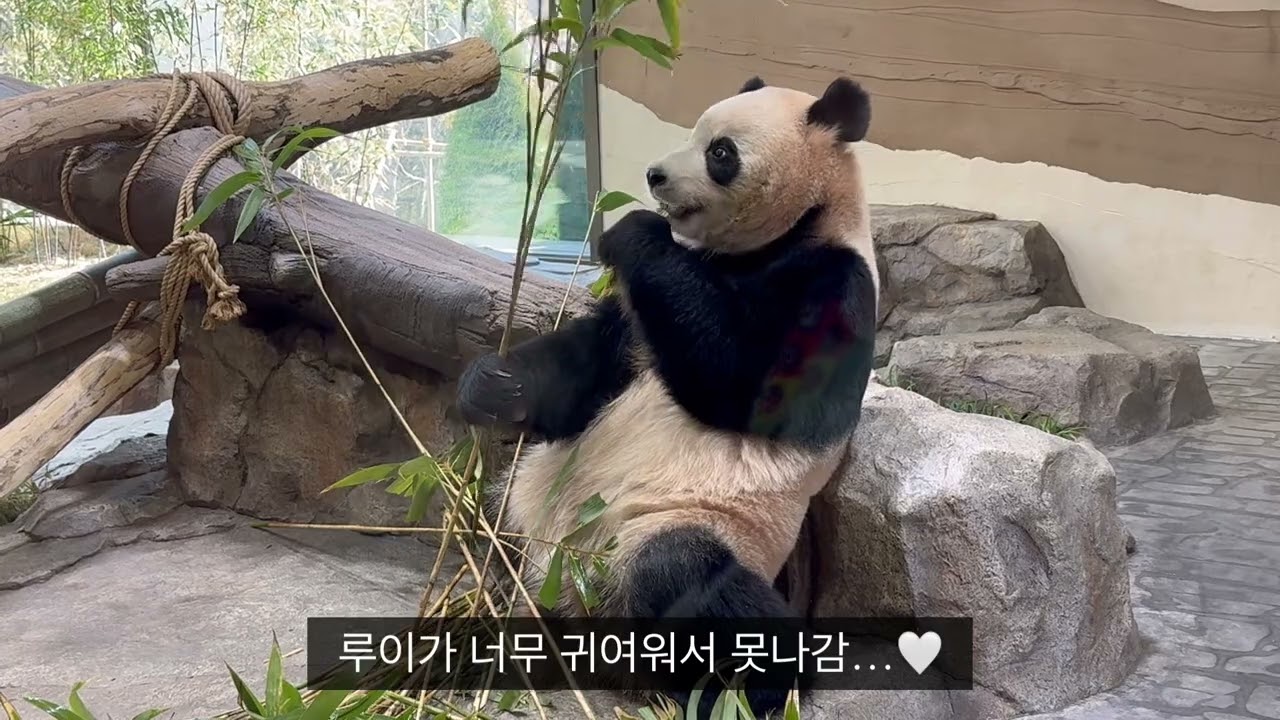 [VLOG] 딸들 등원 완료 ✅ 그리고 엄마는 판다 보러 에버랜드 갑니다 🐼 세컨하우스 루이 후이 