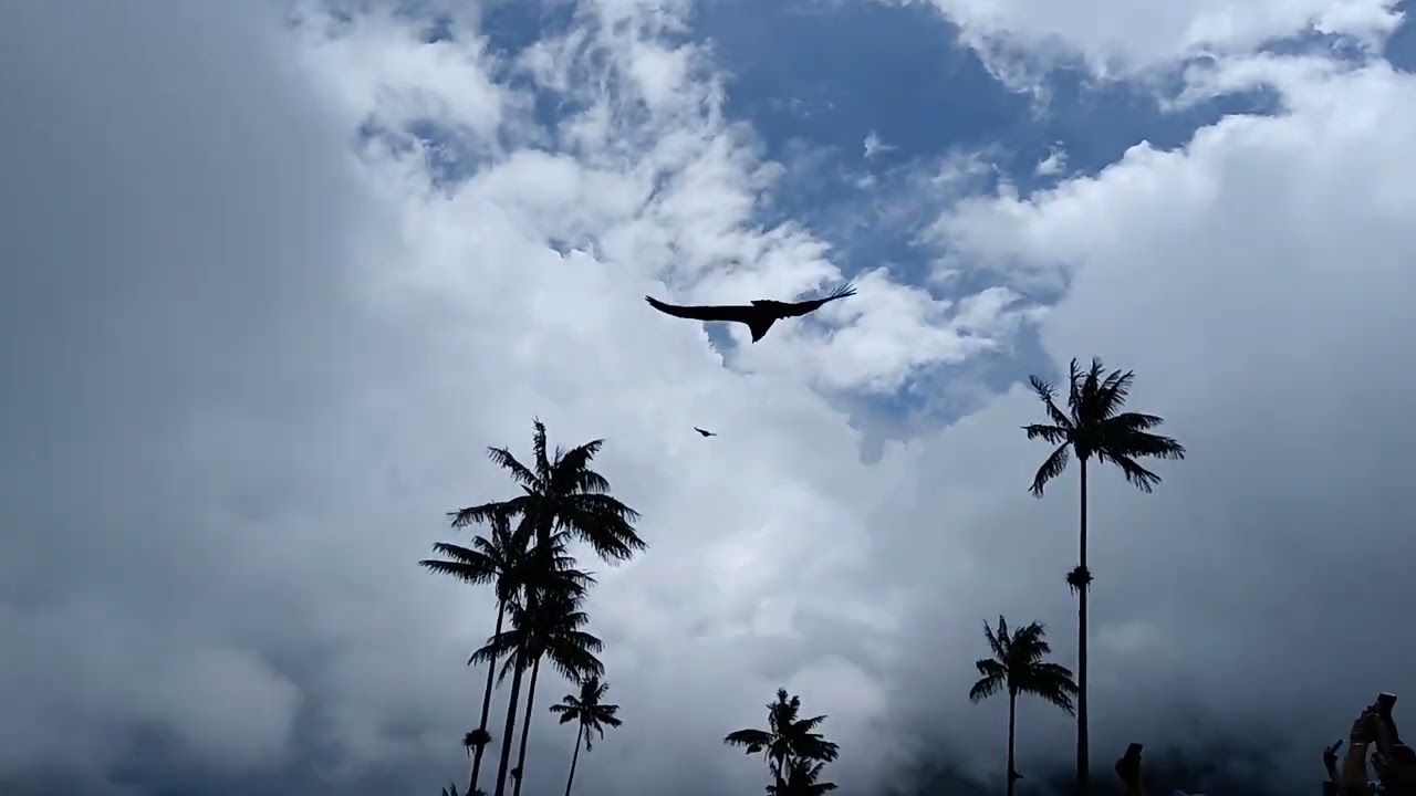 Condor volando en el Valle del Cocora en Colombia. Cóndor in Cocora Valley Colombia. 
