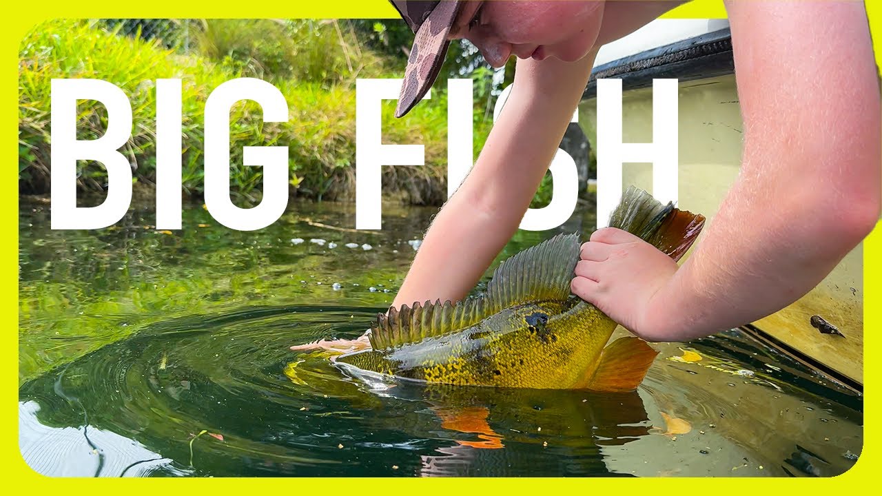 Smack Talking Kit Gets Whooped By BIG Peacock Bass! Peacock Bass Fishing Charter
