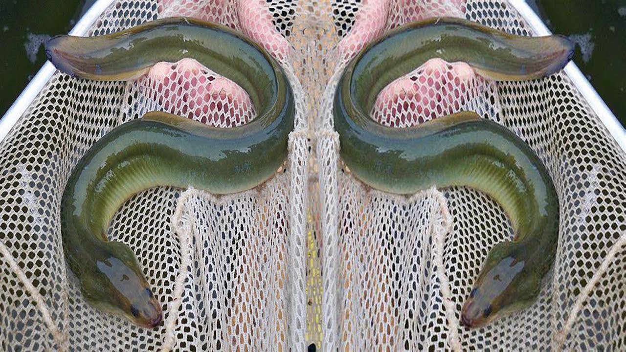 هل تعلم ماذا يحدث للجسم عند المداومة على تناول ثعبان البحر؟ هذا ما سوف يحدث لجسمك وفق أحدث الدراسات