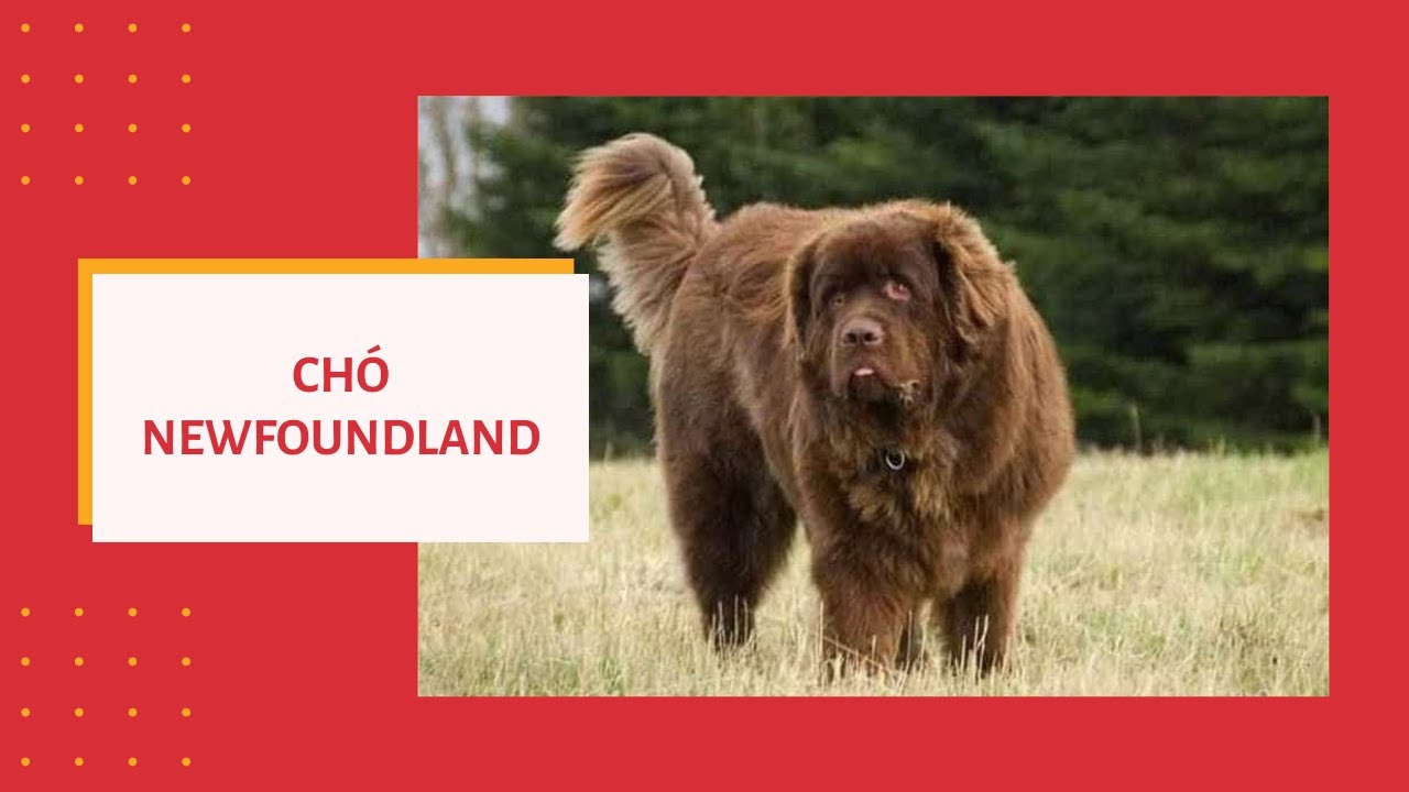 Giống ch&oacute; Newfoundland ở Việt Nam gi&aacute; bao nhi&ecirc;u tiền? Mua ở đ&acirc;u rẻ nhất