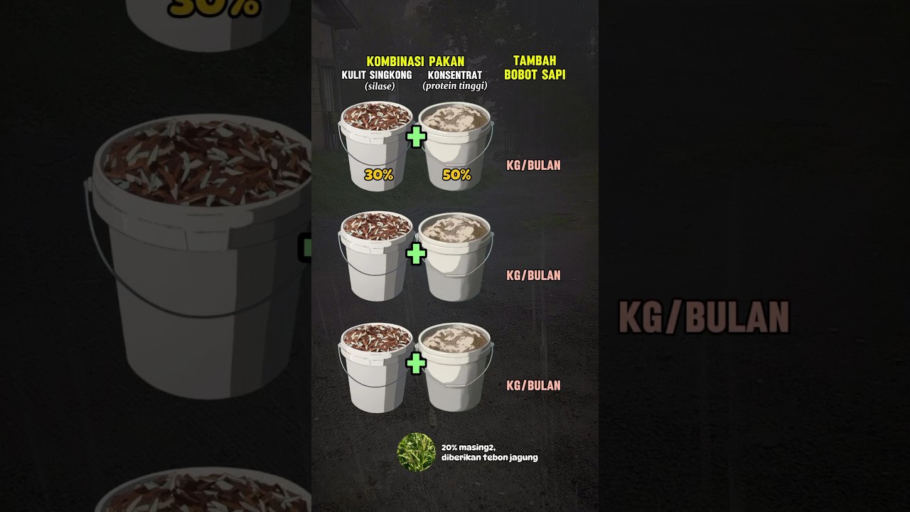KULIT SINGKONG PAKAN SAPI - ALTERNATIF PAKAN SAPI. AGAR Sapi Cepat Gemuk #peternakmuda #peternaksapi