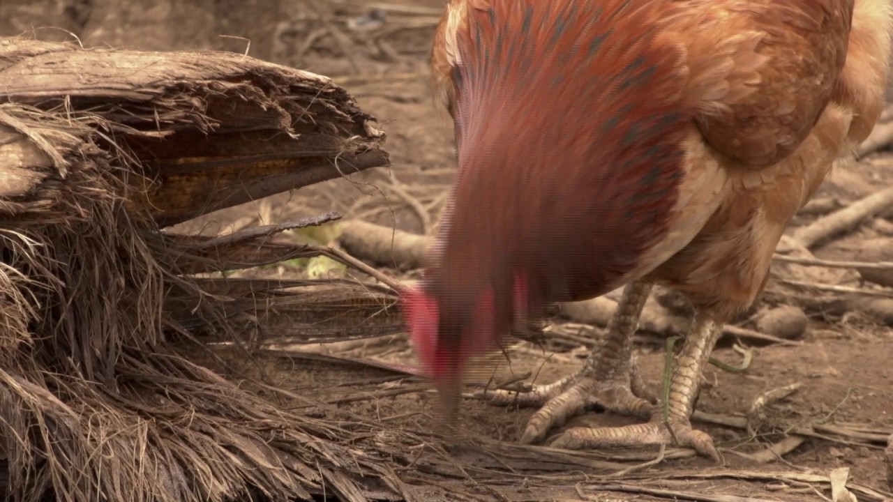 Veracruz Agropecuario - Cría de Gallinas