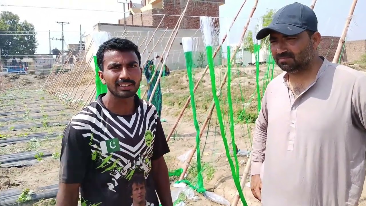 Yaar Baili di karele di  fasal  ty bans ty net lagya.