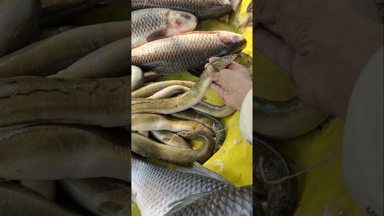 Snake Fish Bam Fish #hardinvlog #machlibazar #machlimandi #bamfish #fish #snakefish #youtubeshorts