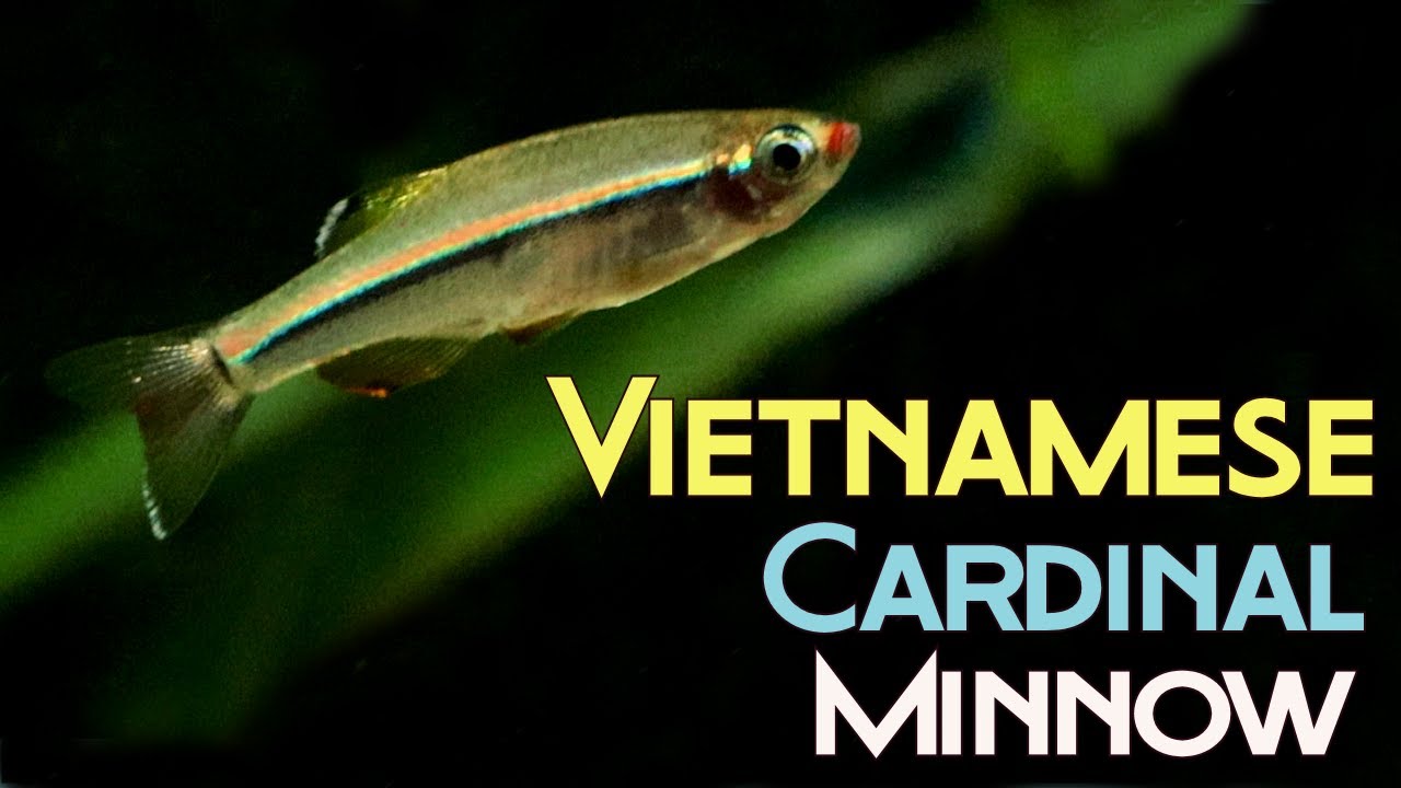 All About Vietnamese Cardinal Minnows: The New White Cloud?