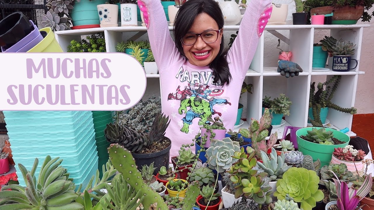 Hora de trasplantar las suculentas nuevas│Candy Bu