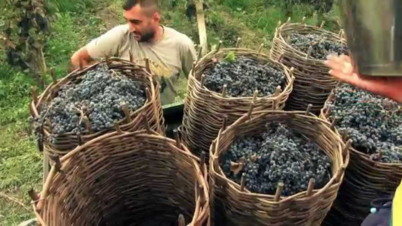 Wine _ 
