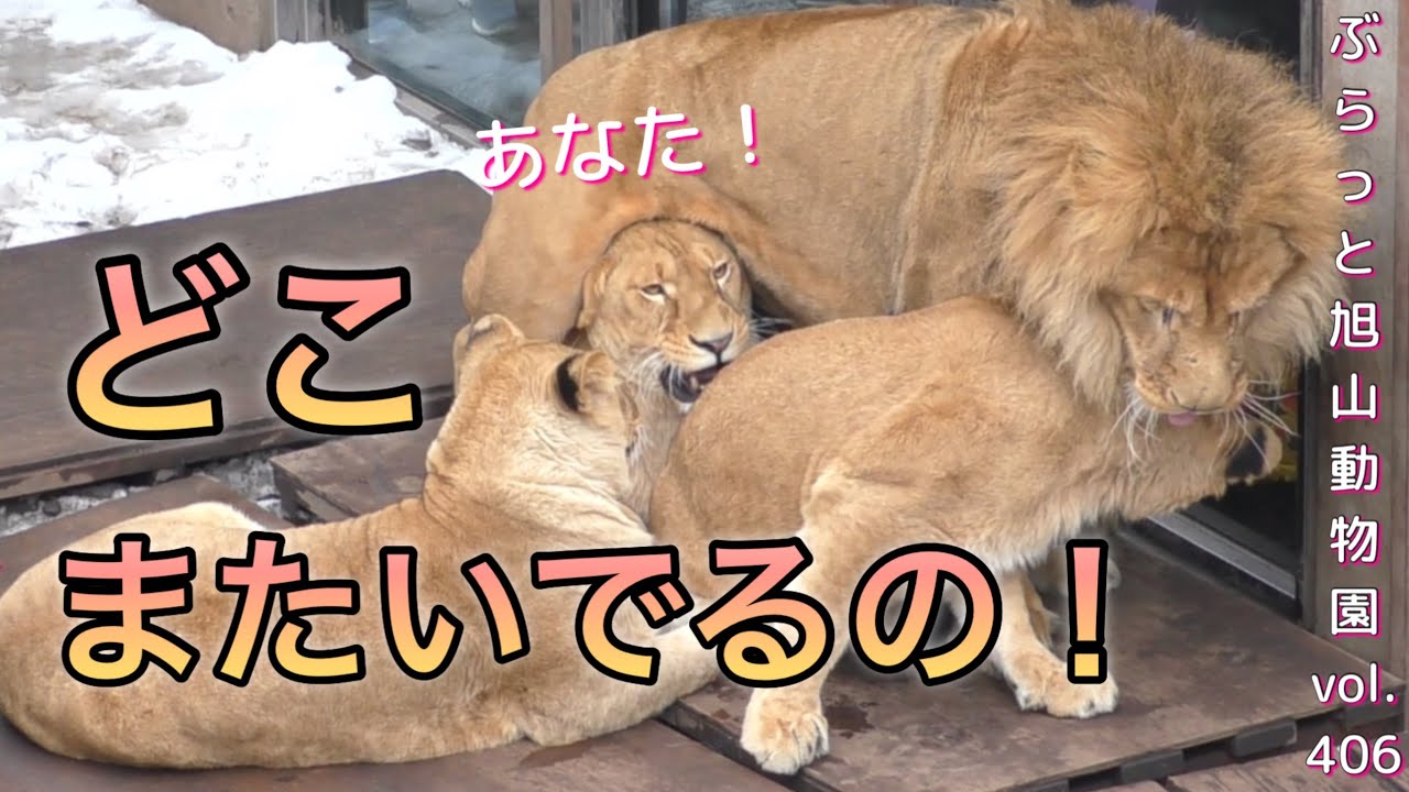 《旭山動物園ライオン＆トラ》オリトファミリー/妻の頭の夫が跨る⁉︎片時も離れたくないイオのキュンな行動vol406/Husband riding on top of his lion wife