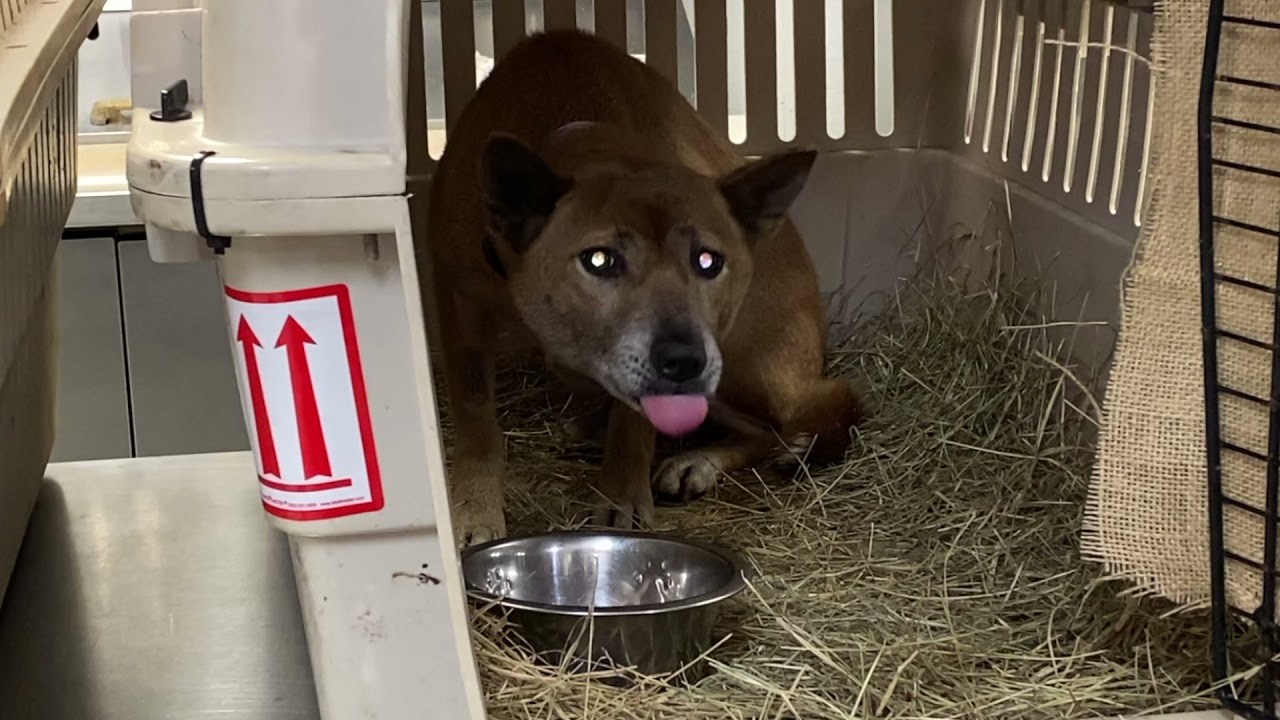 New Guinea Singing Dog Rescue at Keepers of the Wild