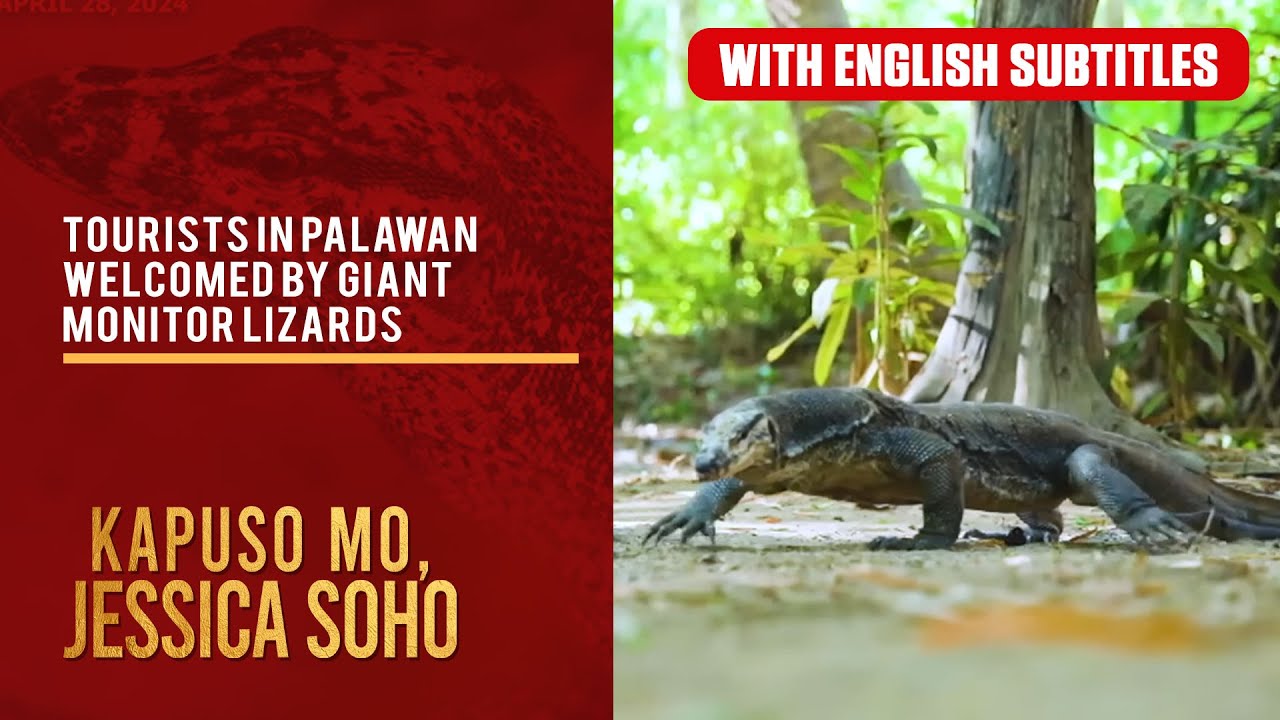 Tourists in Palawan welcomed by giant monitor lizards (with English subs) | Kapuso Mo, Jessica Soho
