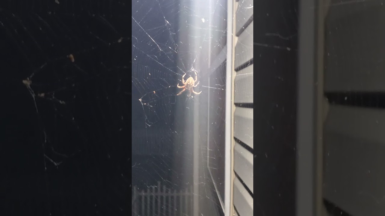 HOW LONG DO SPIDERS LIVE 