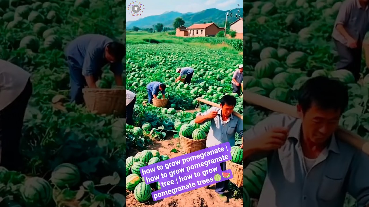 how to grow cucurbita moschaya | cucurbita moschata🍈🍉