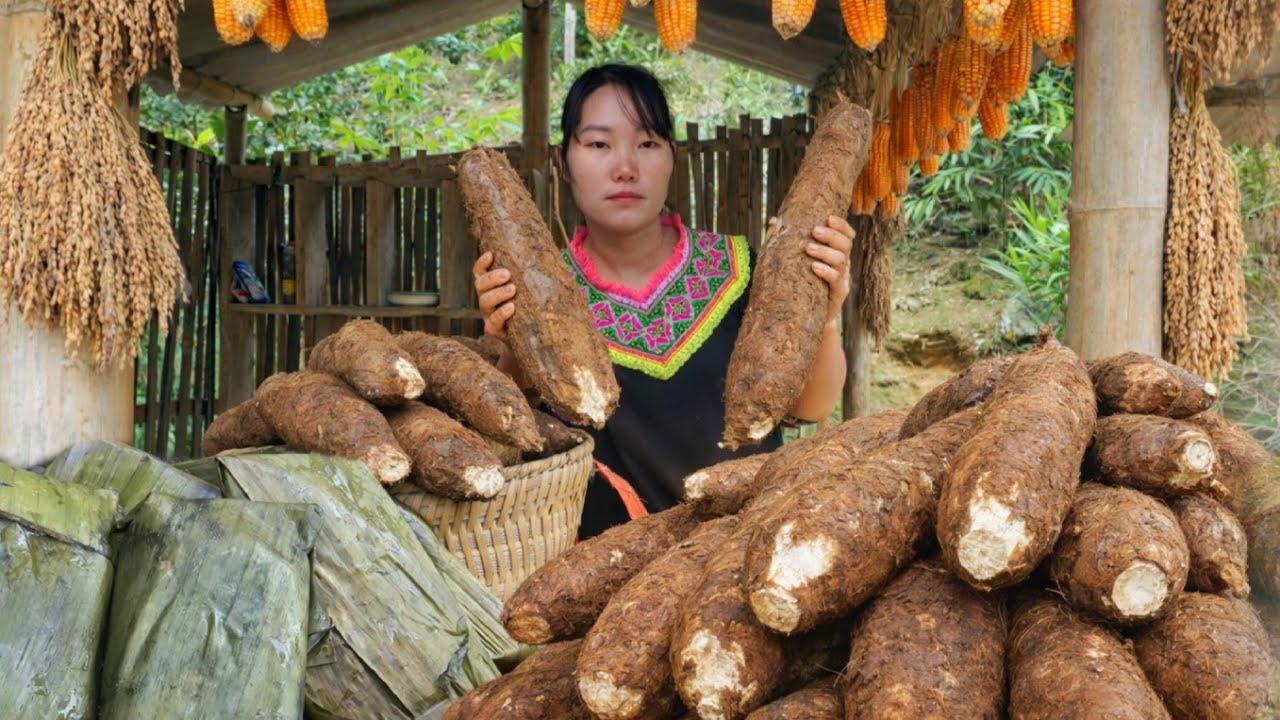 Правда: Большие корни маниоки означают, что вам не нужно беспокоиться о голоде – правда или ложь? |