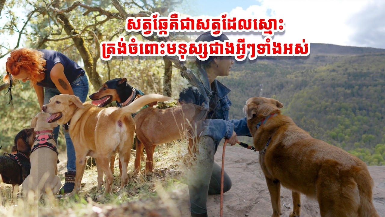 សត្វឆ្កែគឺជាសត្វដែលស្មោះត្រង់ចំពោះមនុស្សជាងអ្វីៗទាំងអស់
