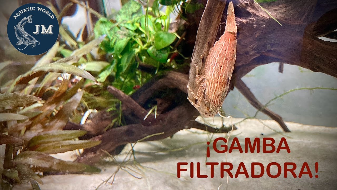 ¡COMPRO ESTA GAMBA GIGANTE! ATYOPSIS MOLUCCENSIS