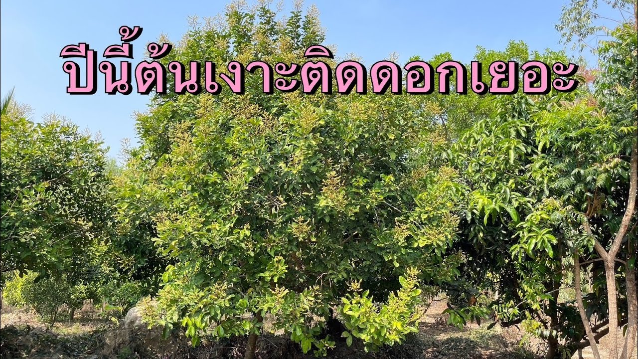 พาชมสวนเงาะระยะต้นเงาะติดดอก