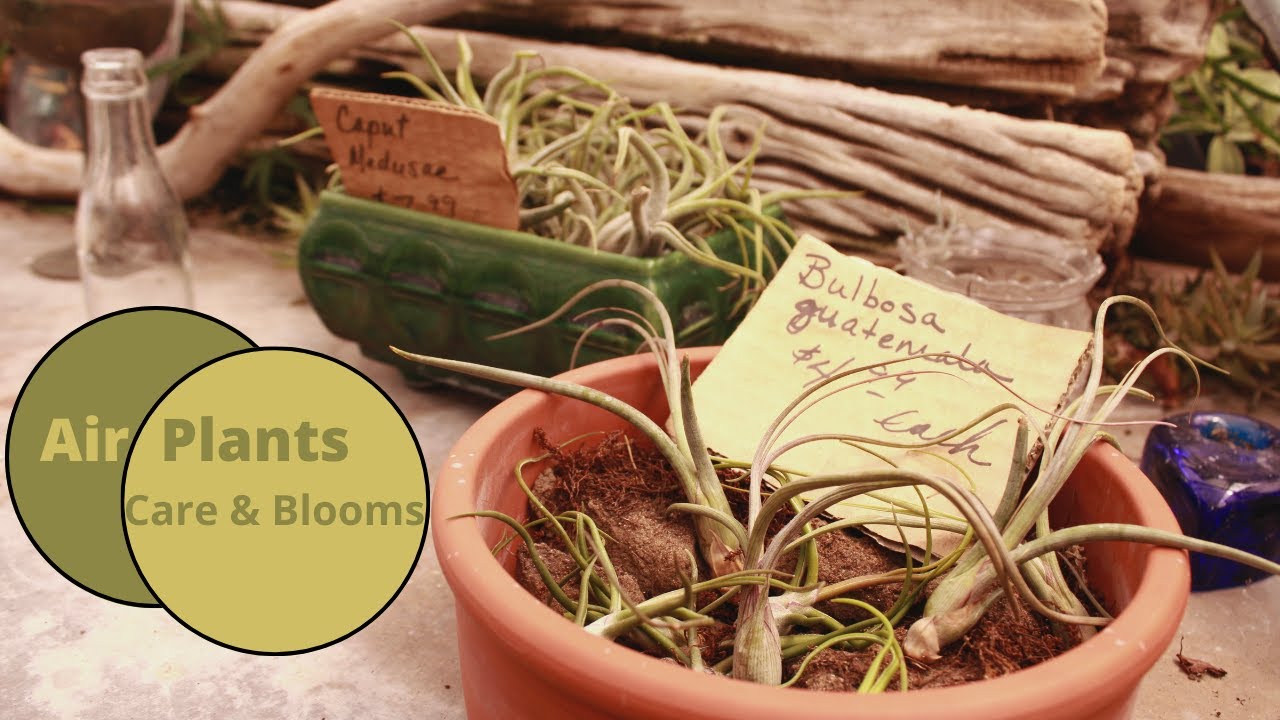 Air Plants |  Care and Bloom Guide