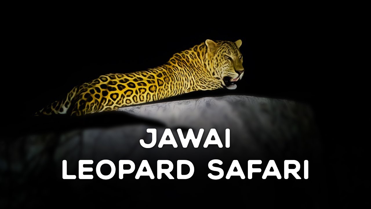 Jawai Leopard Safari | Jawai Bandh, Rajasthan 2023 - 4K Video Hindi | हिन्दी