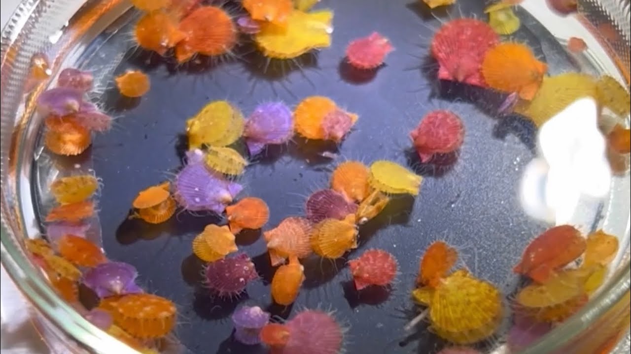 海のちいさな生物たち Long ver.