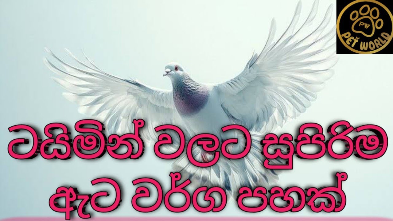 ටයිමින් සහ පරවියාගේ ශක්තිය වැඩි කර ගැනීමට සුපිරි ඇට වර්ග පහක් 🕊️🕊️🕊️💊