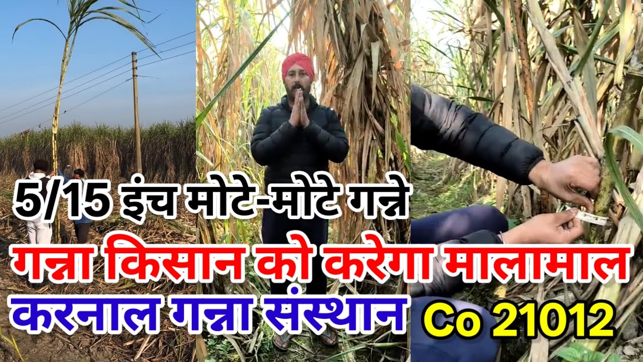5/15 इंच मोटे मोटे गन्ने CO 21012। हरजीत सिंह पीलीभीत 9458744161 #manojrajput 