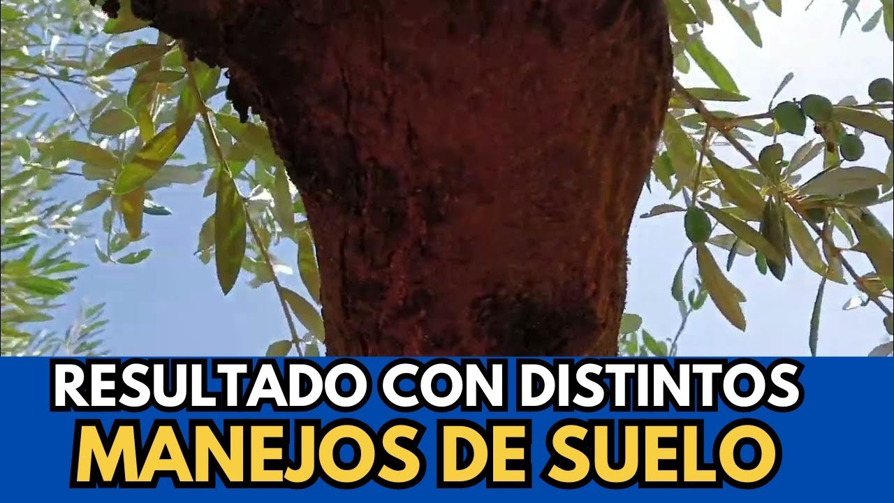Manejo del olivar. Olivares colindantes con distinto manejo de suelo.