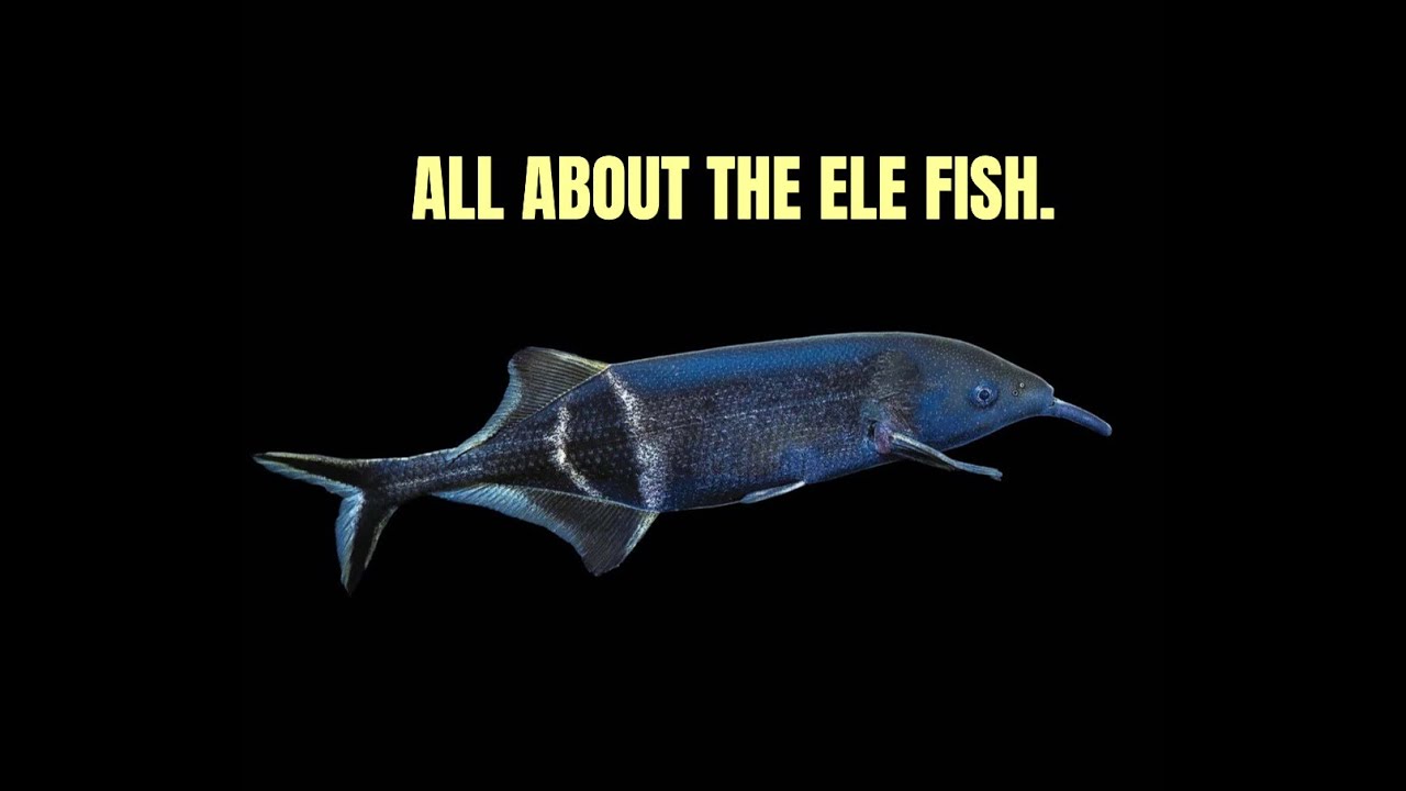 ALL ABOUT THE ELEPHANT FISH