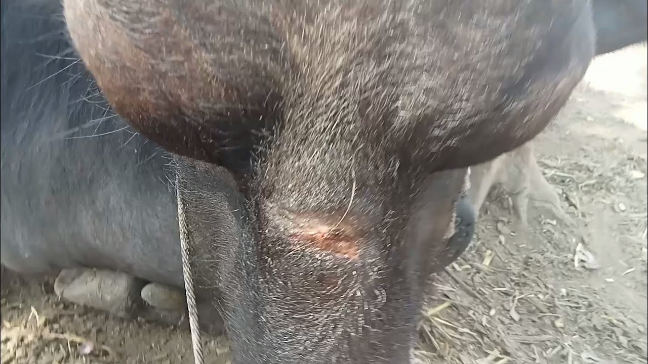 मेरी भैंस की चोट कब ठीक होगी यह #Vlog#family vlog #animals #vlog #villagelife 