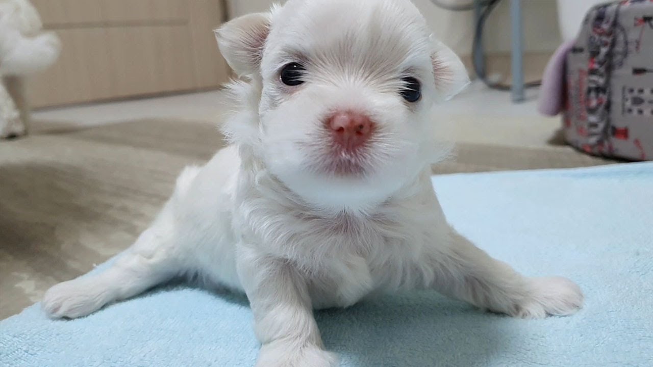 드디어 엉덩이를 들어 올렸어요~!