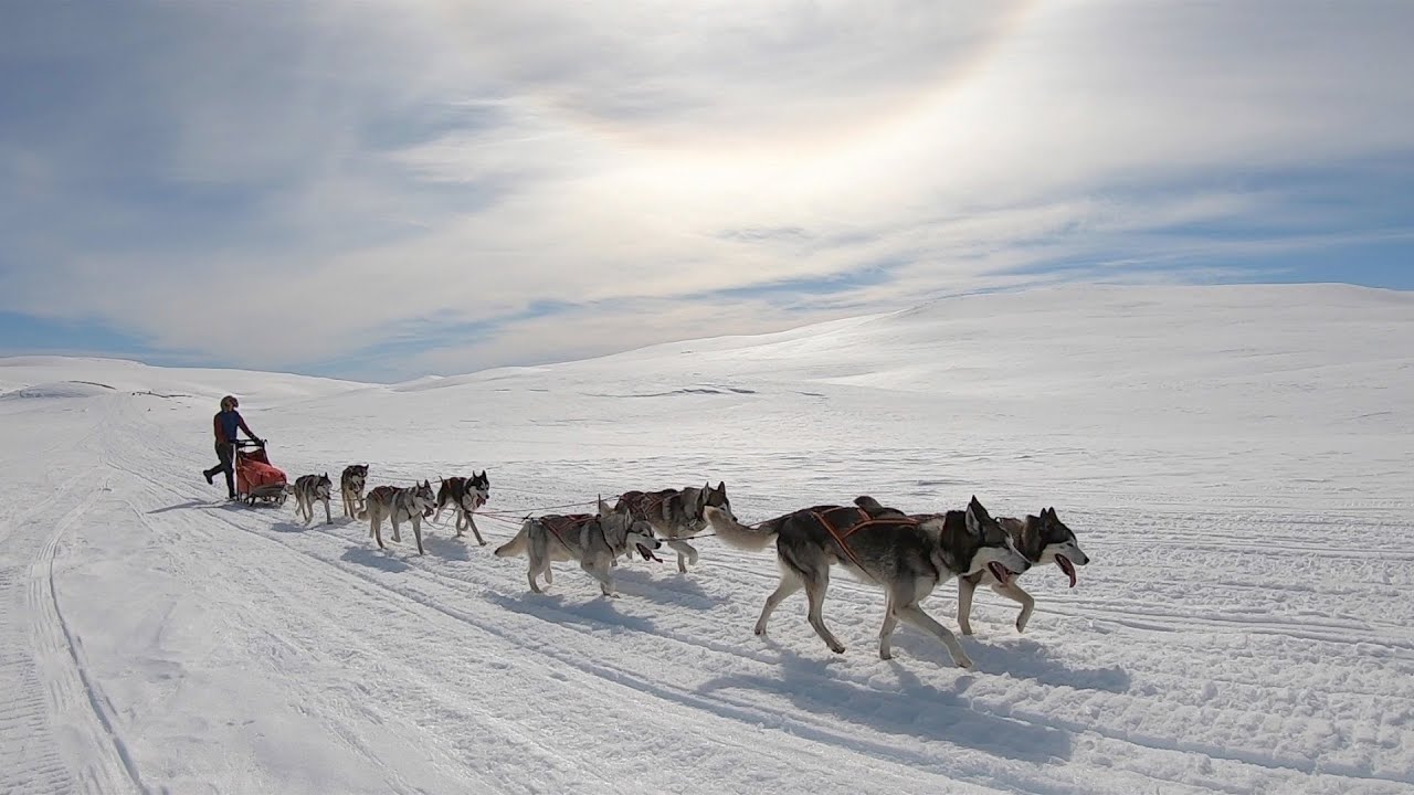 Med hundspann i Borgafjällen