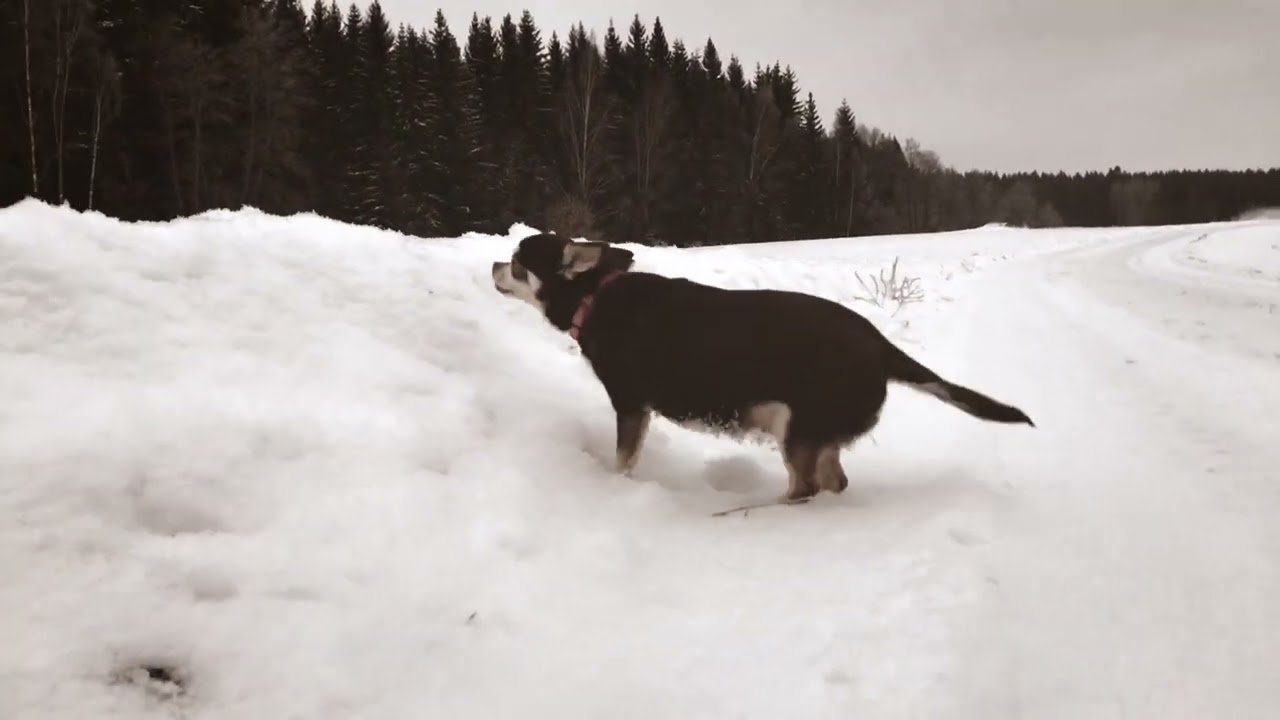 Go Delobo - Christmas Kisses (Official Visualizer)