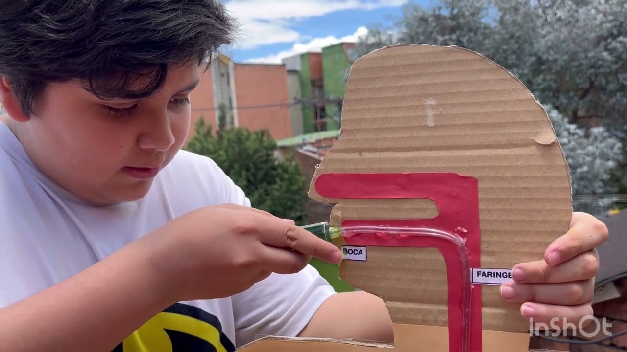 Diego maqueta sistema digestivo