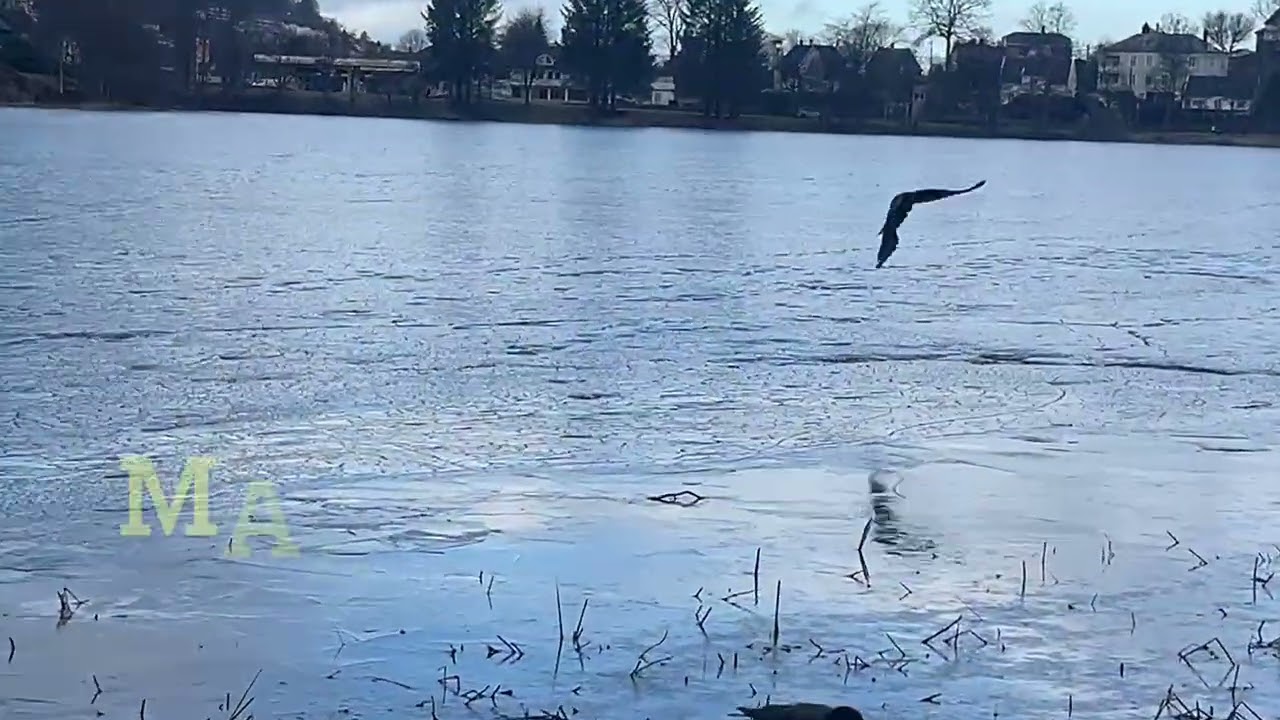 Crows on Ice and My Pigeon mate arrives from the other side of the Birdwater- March 1' / Bergen 🇳🇴