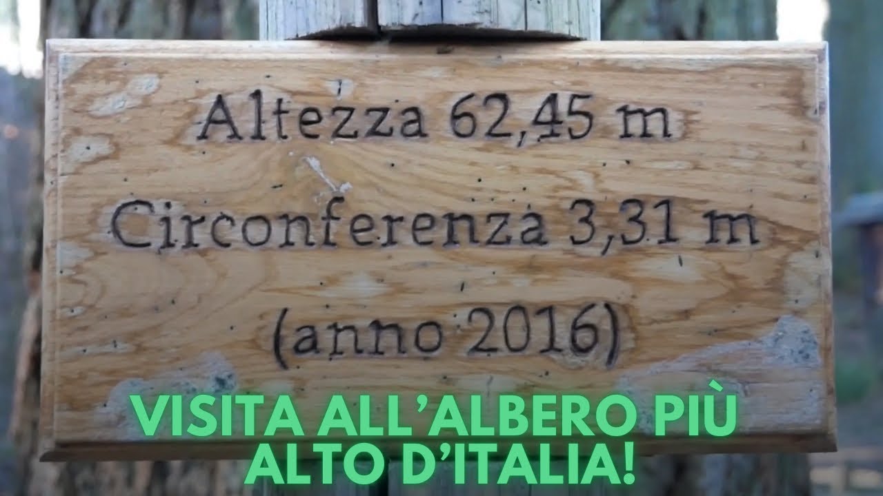 L’albero più alto d’Italia, Abete di 62 metri - Toscana