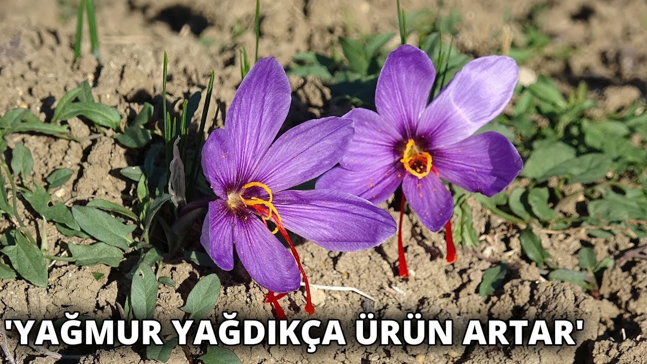 Safran hasadı başladı
