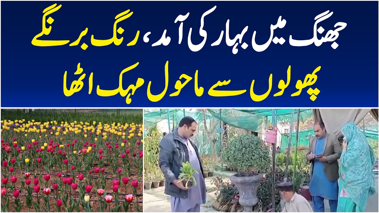Spring in Punjab | Blossoms & Greenery in Jhang | Seasonal Beauty Pakistan - Aaj Pakistan News