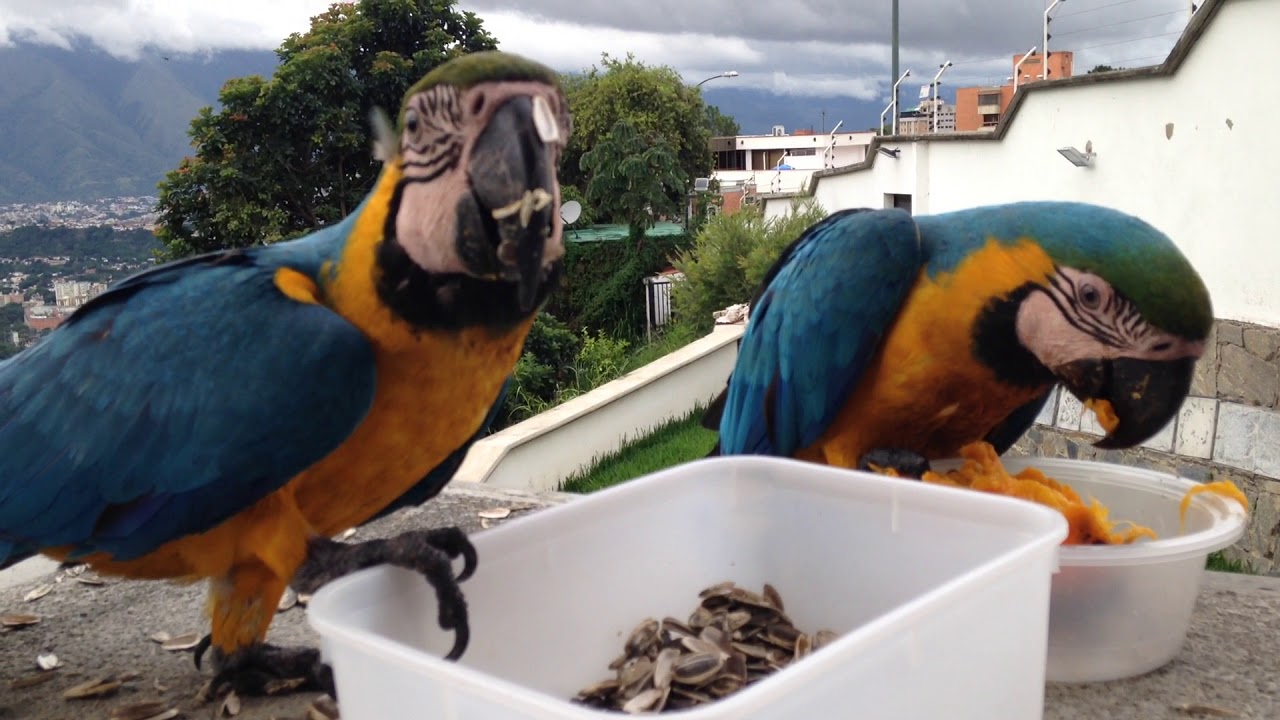 Wild macaws eating a mango on my window