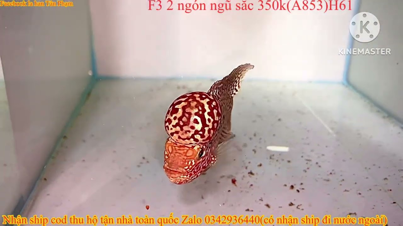 07/09/2025 báo giá lô cá La han đẹp rẻ Zalo 0342936440 La han Tân Phạm 