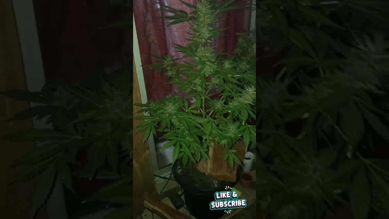 blue pyramid auto en hidro #pyramidseeds #hidroponik #ledgrowlights #indoorplants