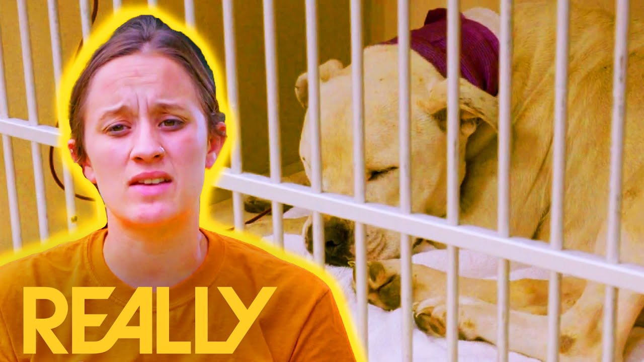 Poor Abandoned Pup Needs Blood Transfusion From Another Dog To Survive | Pit Bulls & Parolees