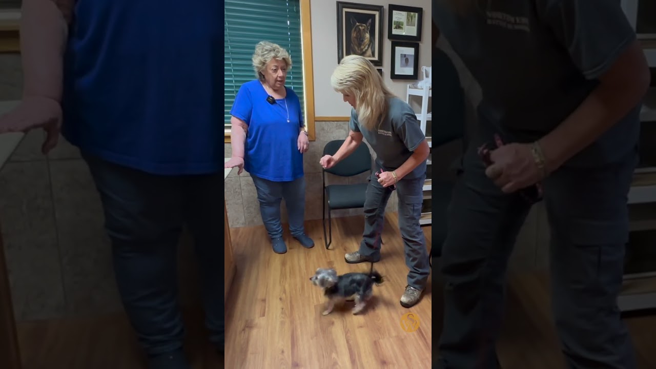 1 Trick That Will Calm an OVERLY EXCITED Dog!