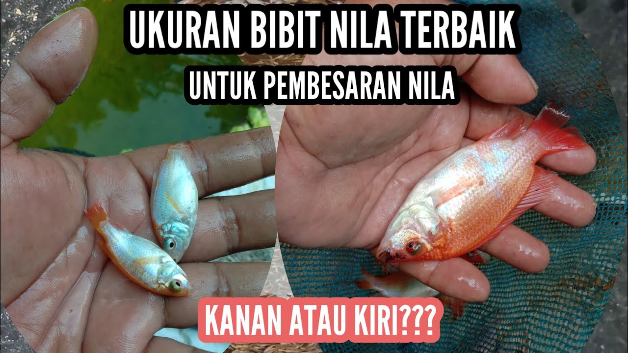 ukuran bibit nila terbaik untuk pembesaran/budidaya