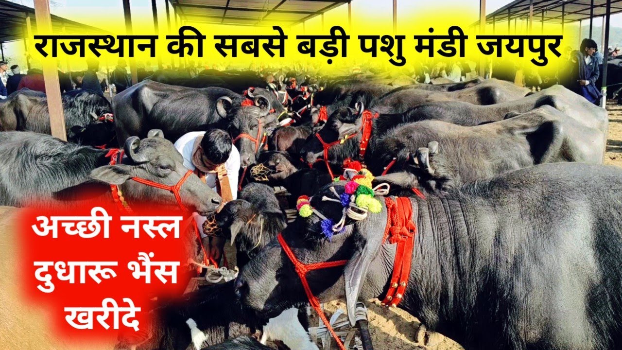 7 फरवरी 2026 सबसे सस्ती पशु मंडी जयपुरJaipur hatwada | jaipur buffalo mandi | jaipur Pashu hatwada