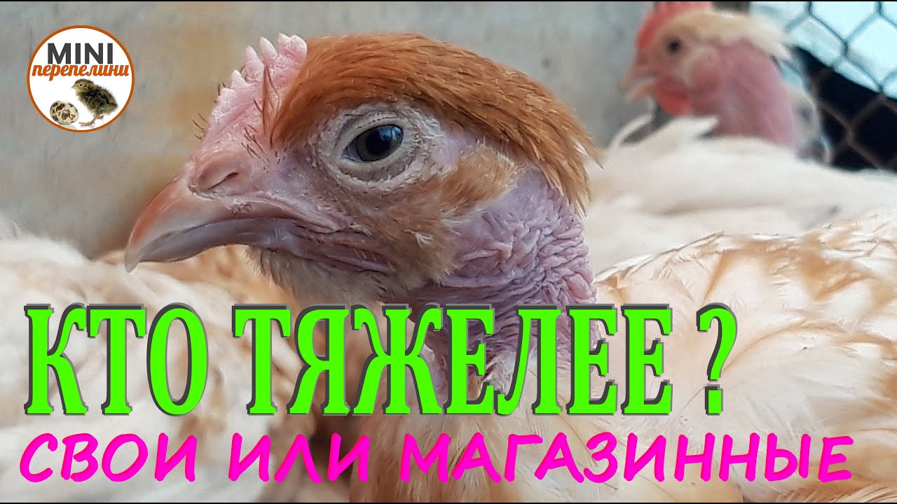 Выгодно ли растить голошейку, выведенных из своего  инкубационного яйца.