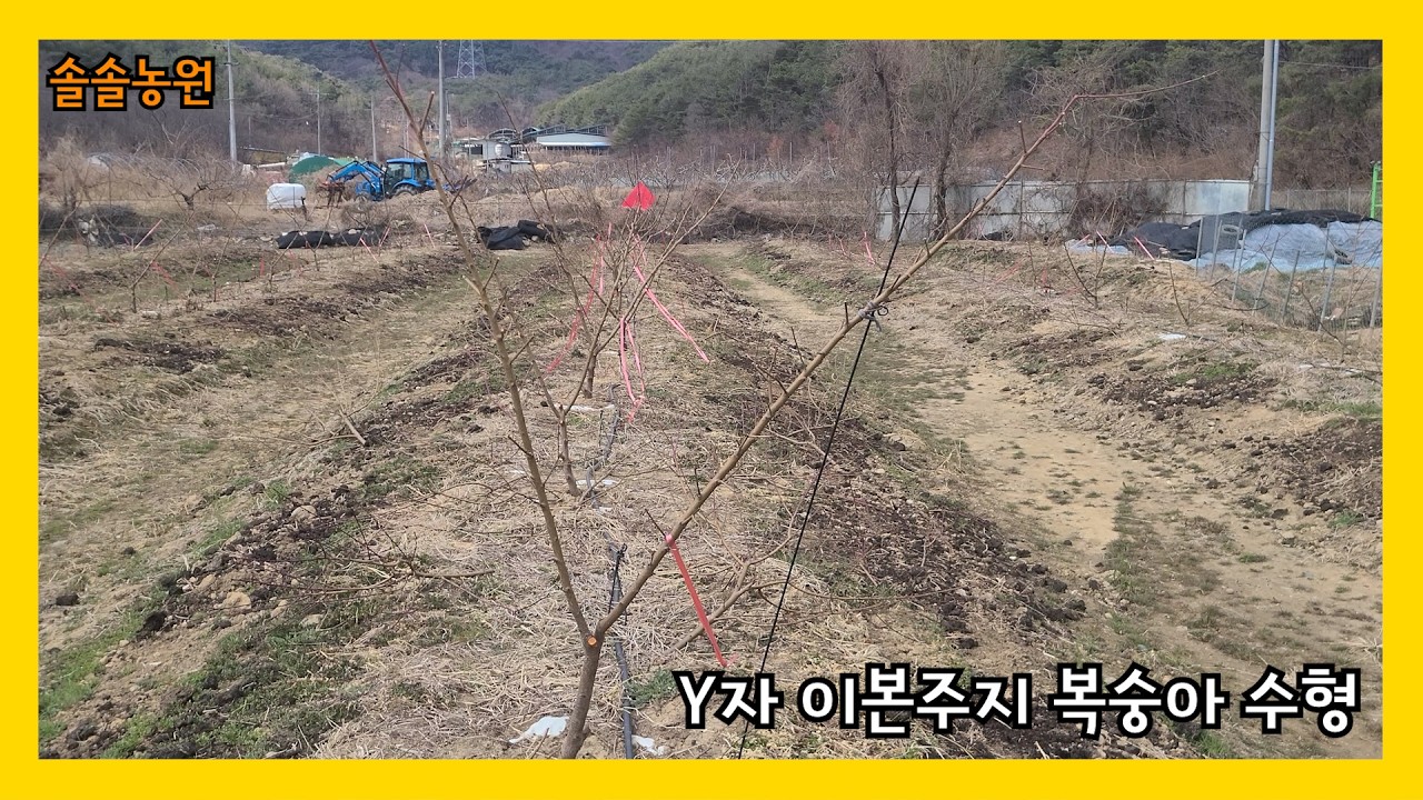 2년차 복숭아 유목 정지전정작업 및 황소독