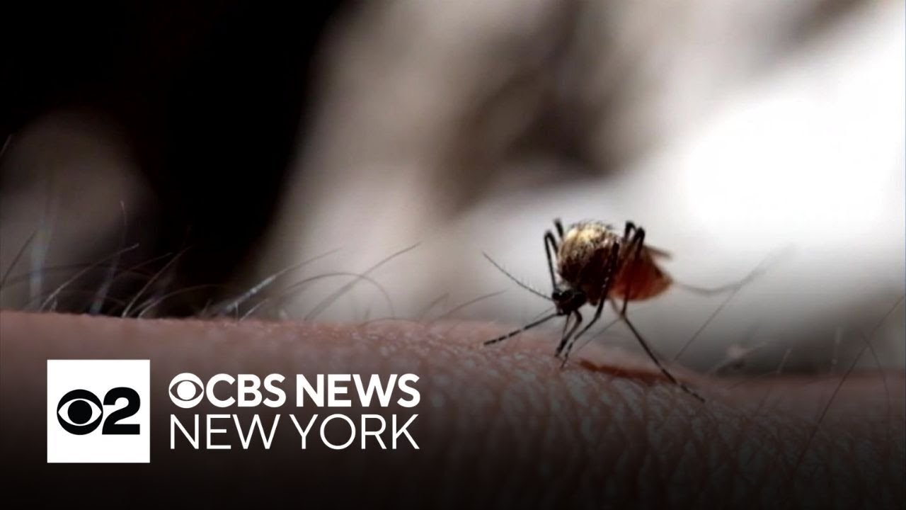 West Nile virus detected in New York City mosquitoes